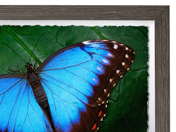 Order Online | Bay Photo Lab